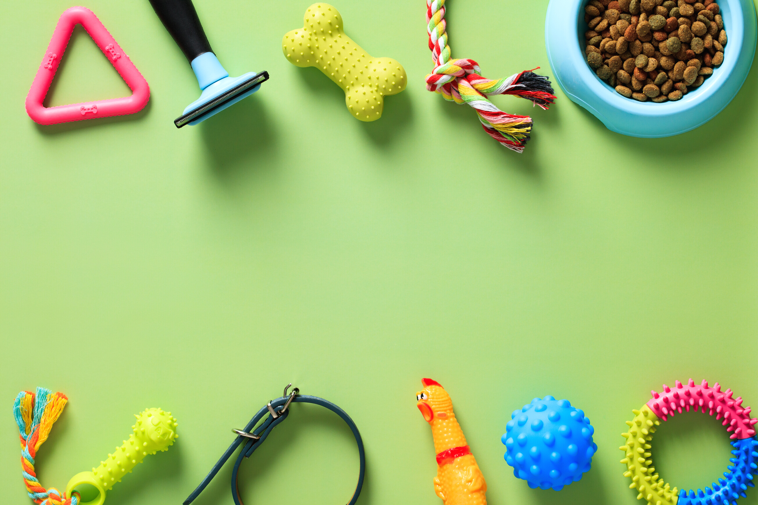 Flat Lay Pet Accessories on Green Background. Frame of Pet Equipment. Pet Shop Banner Design.