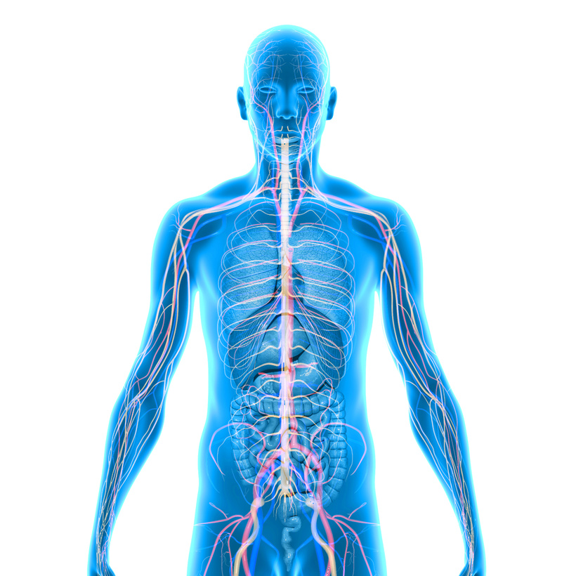 Human Anatomy