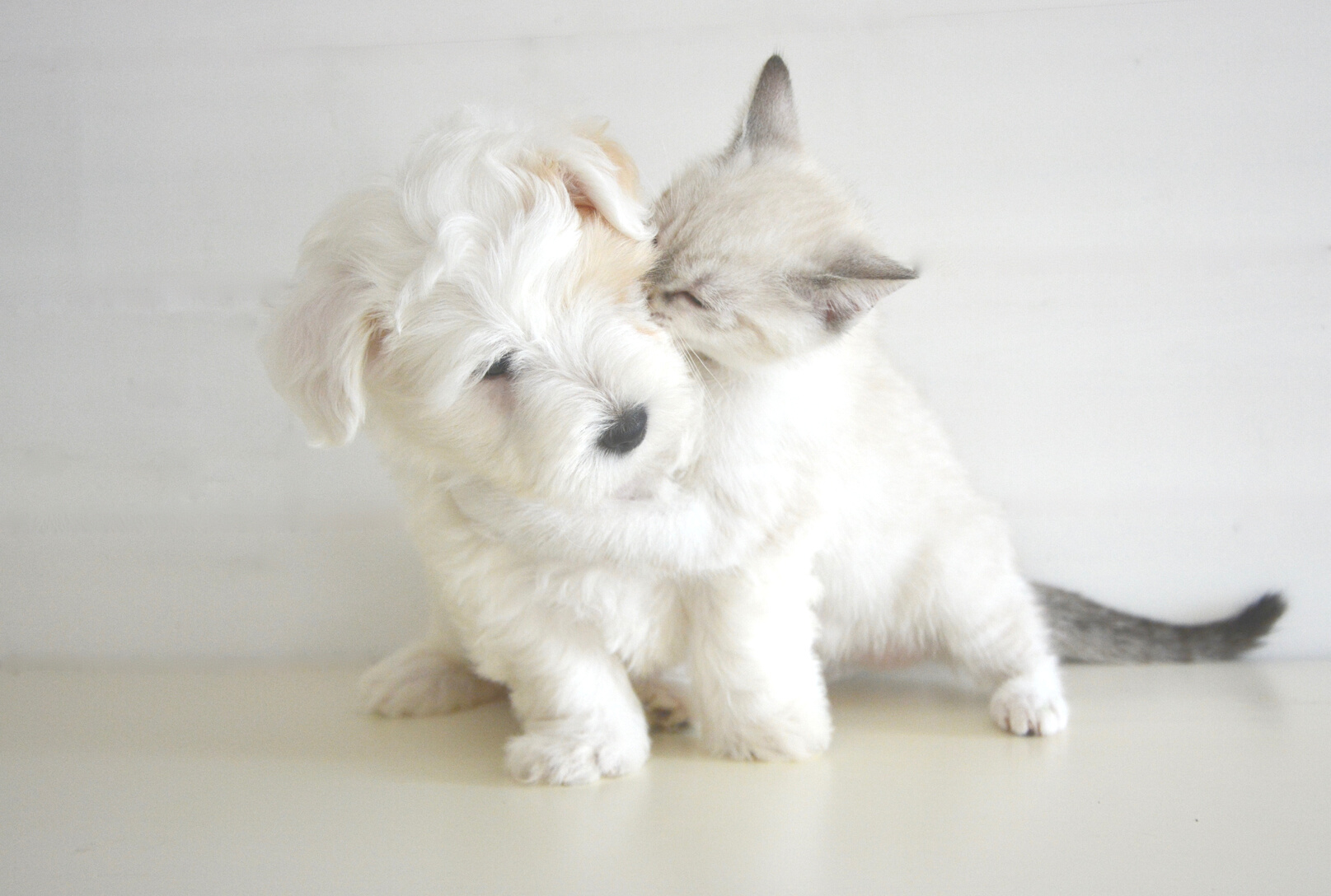 Puppy and Kitten Playing