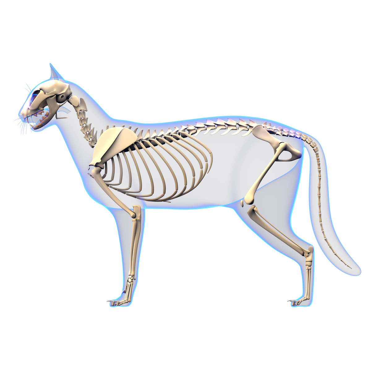Cat Skeleton Anatomy - Cat Skeleton - side view
