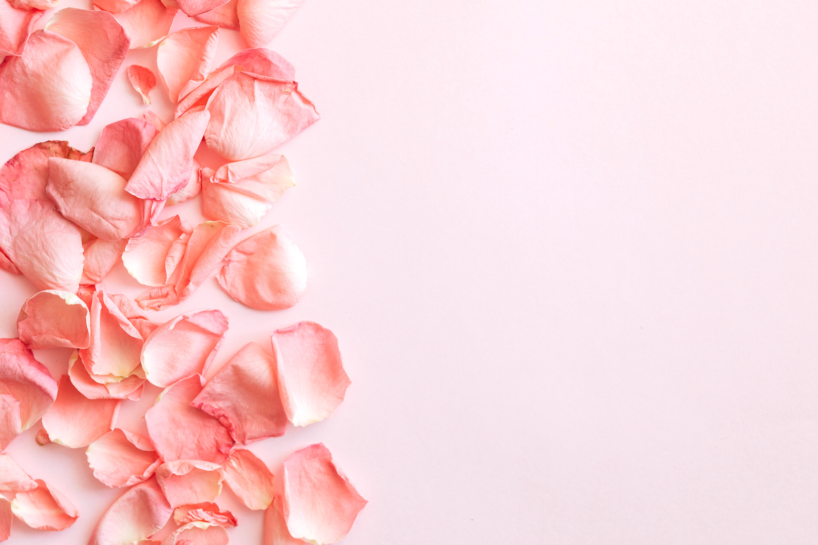 Set of pink rose petals on pink background